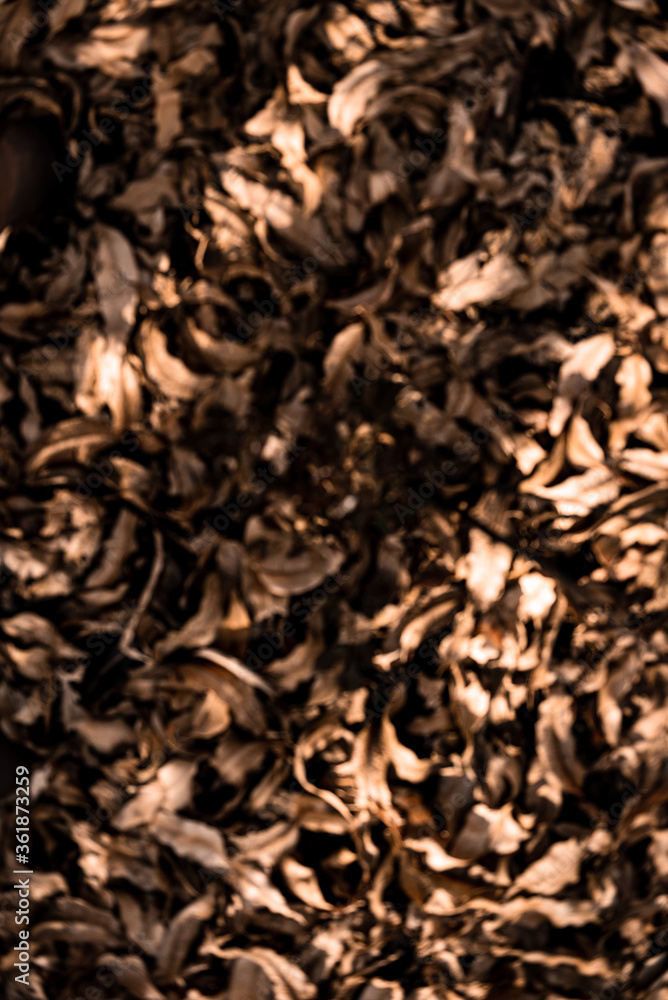 Defocused brown and dry eucalyptus leaves pattern background Defocused brown and dry eucalyptus leaves pattern background
