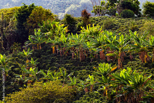 Coffee plantation in Colombia  South America