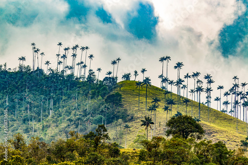 The Cocora Valley in rainy season, Colombia photo