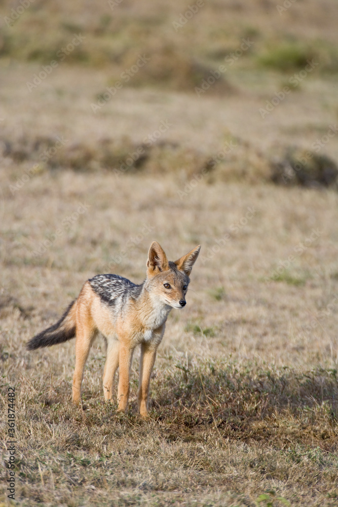 Obraz premium Black-blacked Jackal, Maasai Mara, Kenya