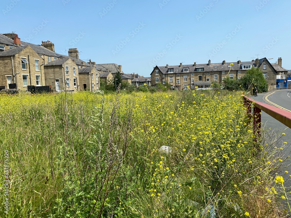 Overgrown waste land, with wild plants and long grasses in, Manningham Bradford, UK