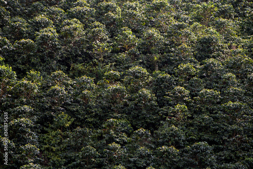 Coffee plantation in Colombia, South America © Posztós János