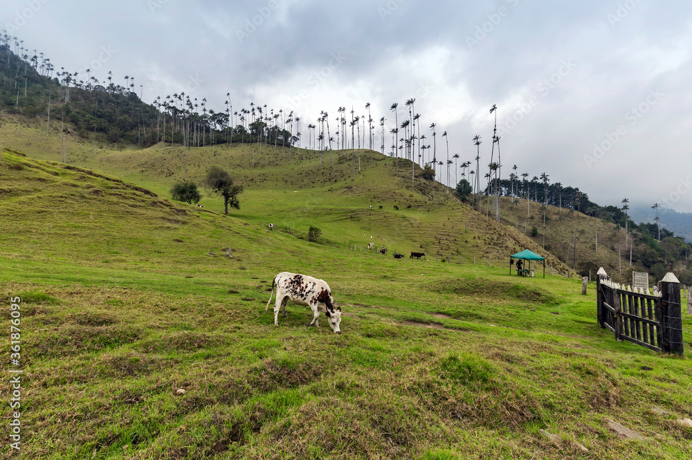 Cocora valley in Andes mountain, Colombia