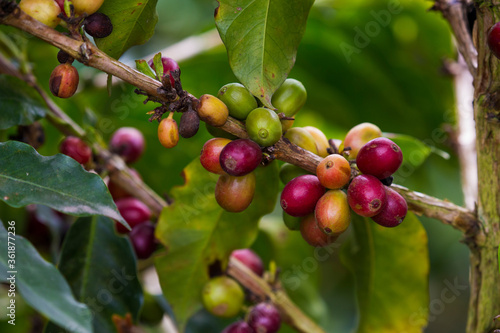 Coffee plant in Colombia, South America