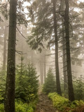 Coniferous forest and road between trees completely hidden in fog