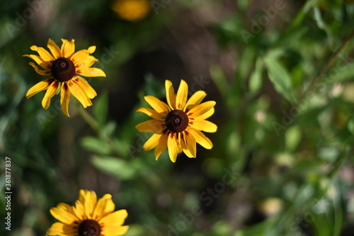 yellow flowers