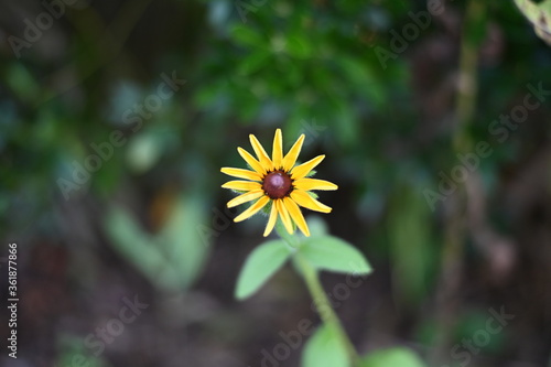 yellow flower in the garden