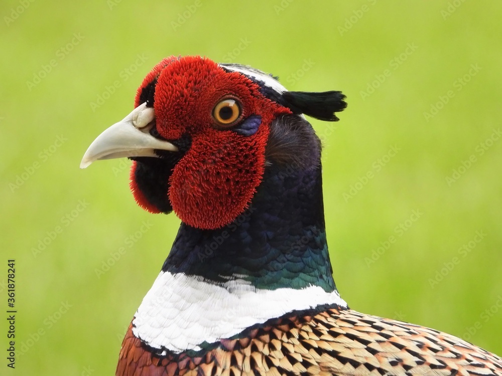 Fototapeta premium .Ring-necked Pheasant closeup portrait......