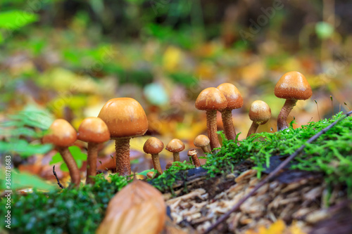 Mushrooms in the forest with sun light