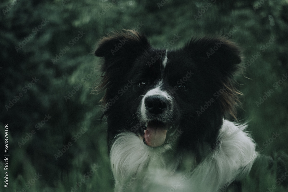 Fototapeta premium Border Collie retrato primer plano
