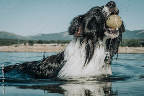 Fototapeta Naklejka Na Ścianę i Meble -  Border Collie jugando en agua con pelota de tenis