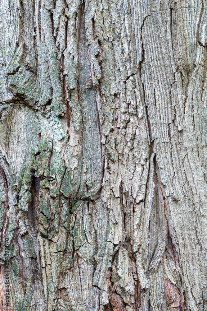 Fototapeta premium A piece of oak bark.