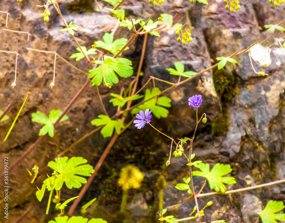 Geranium molle (binomial name), the Dove's-foot Crane's-bill or Dovesfoot Geranium Geranium molle (binomial name), the Dove's-foot Crane's-bill or Dovesfoot Geranium