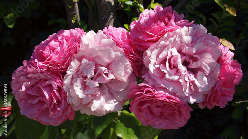 Rose Jacques Cartier, French Riviera, France photo