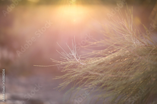 Close up image of pine tree needles in soft afternoon light