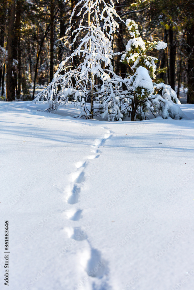 A path through a snow-covered forest A path through a snow-covered forest