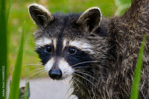 Mother Raccoon © Charlie