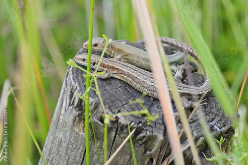A pair of male and female common or viviparous lizards bask atop a wooden post hidden amongst long reeds and grass.