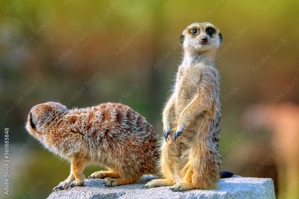 Fototapeta premium Curious meerkat looks into the distance . Two cute suricata