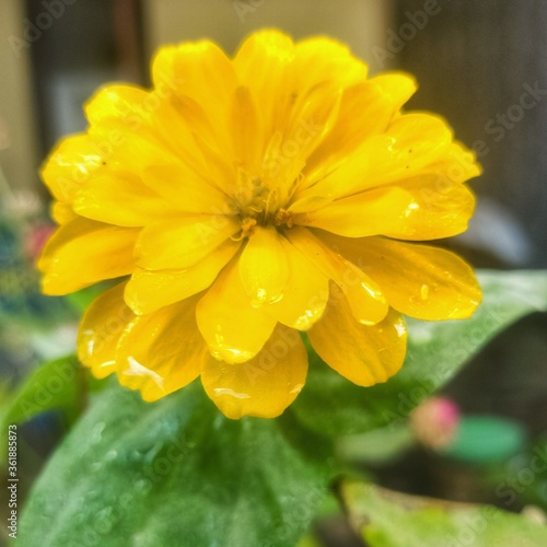 yellow dahlia flower