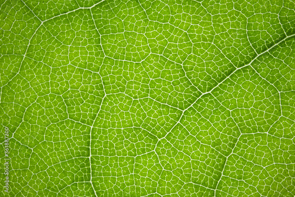 the structure of a green tree leaf as a macro background the structure of a green tree leaf as a macro background
