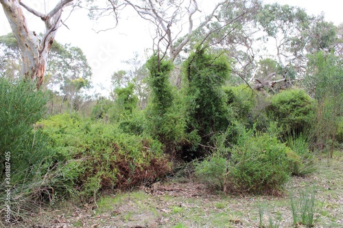 Obraz na plátne Bluebell creeper (Billardiera heterophylla) suffocating tree, South Australia