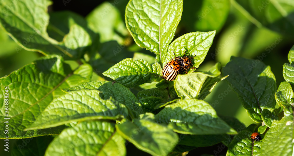Colorado potato beetle on a green leaf of potato Colorado potato beetle on a green leaf of potato