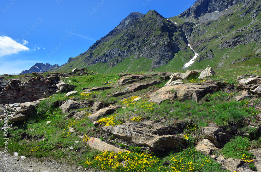 The alpine scenic landscapes of mountains, meadows and flowers at Dondena, Aosta Valley, Italy in the natural reserve of Mount Avic.