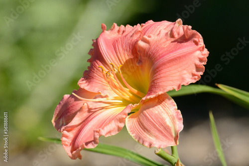Closeup of blooming pink and yellow daylily flowers with stamens and buds 