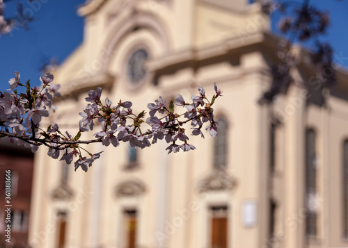 Cherry blossom in front of St. Michael's Church on Wooster Green in New Haven, CT