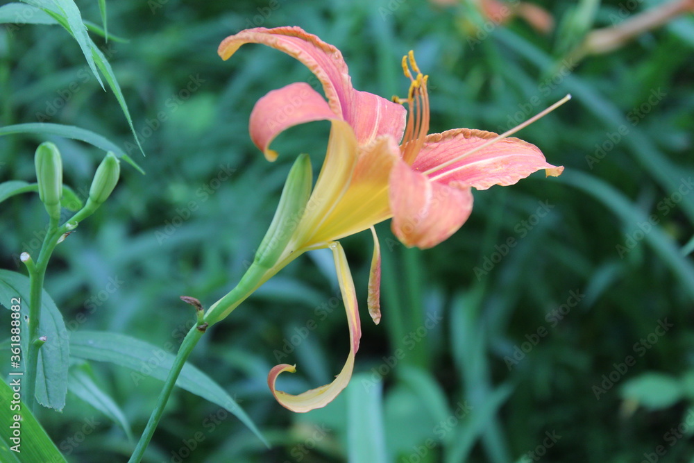 Obraz premium pink tiger lily