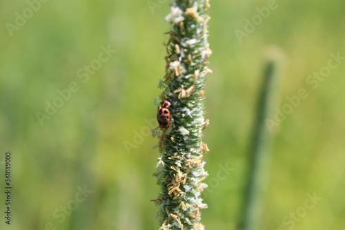 Ladybug on Plant