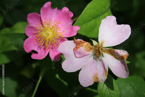 Pink Flowers