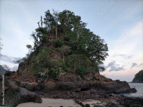tree on the beach