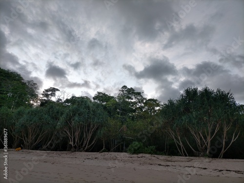 palm trees on the beach