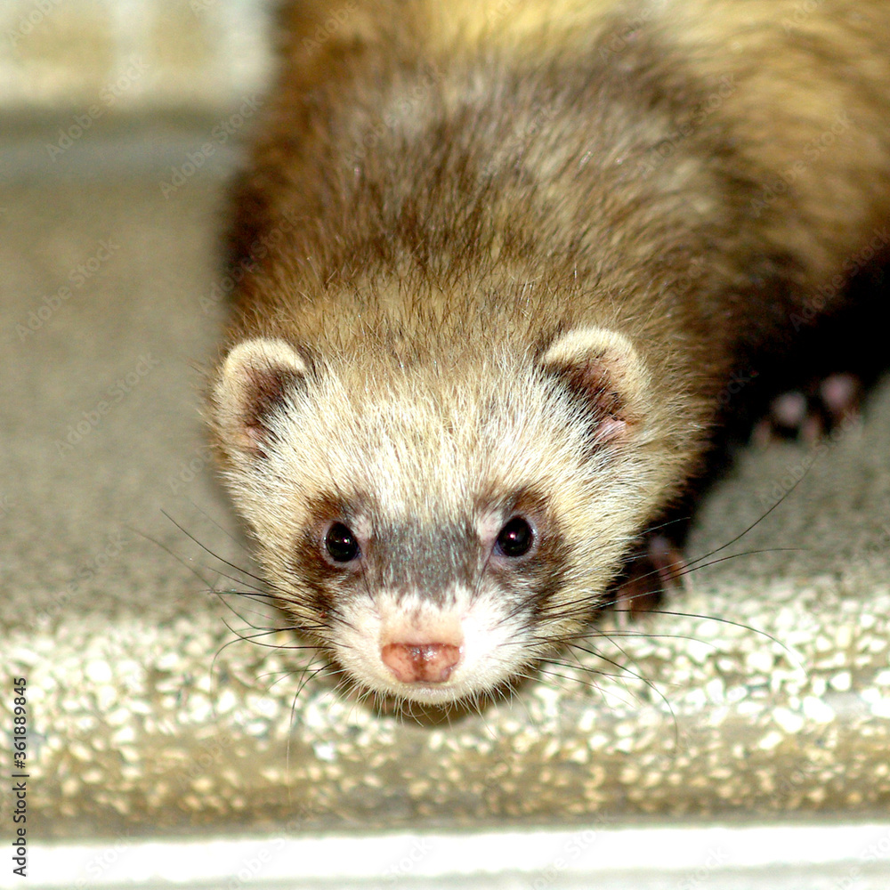 cute ferret, brown and white, with black mask, pet looking at you cute ferret, brown and white, with black mask, pet looking at you
