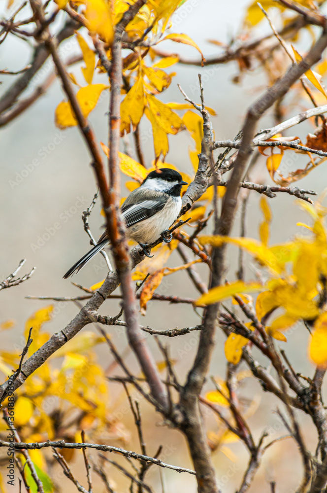 Obraz premium A Black Capped Chickadee perched on a limb