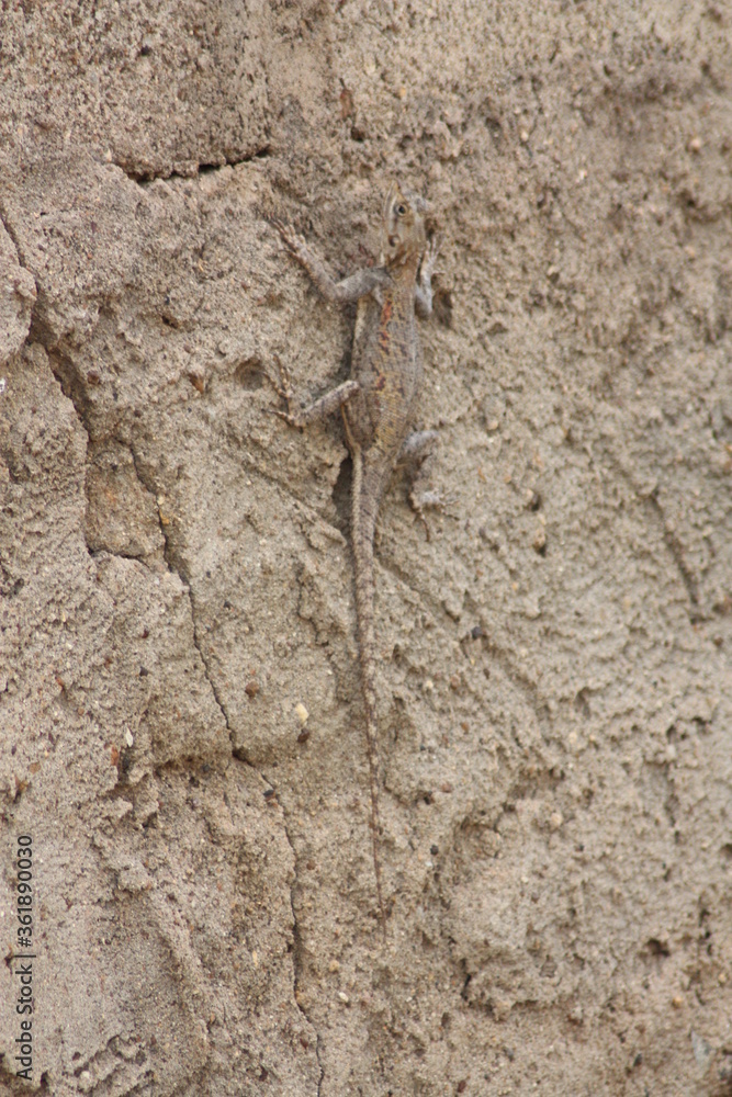 Camouflage d'un reptile, Ouagadougou, Burkina Faso Camouflage d'un reptile, Ouagadougou, Burkina Faso