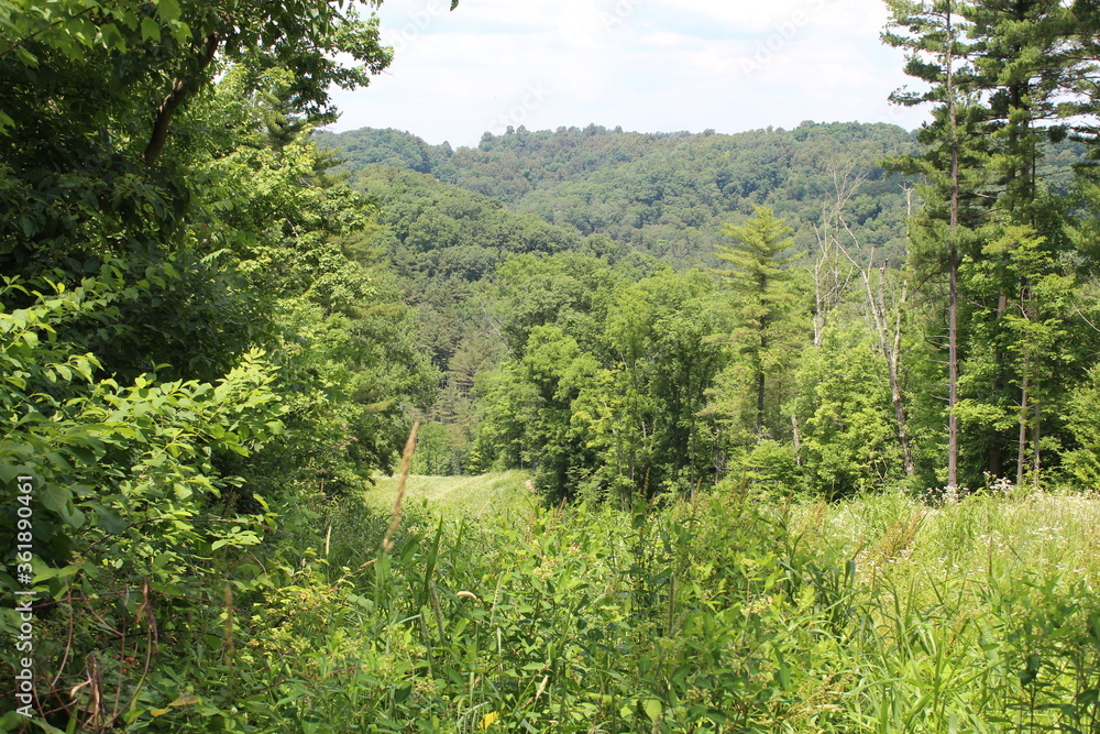 Fototapeta premium forest in the morning