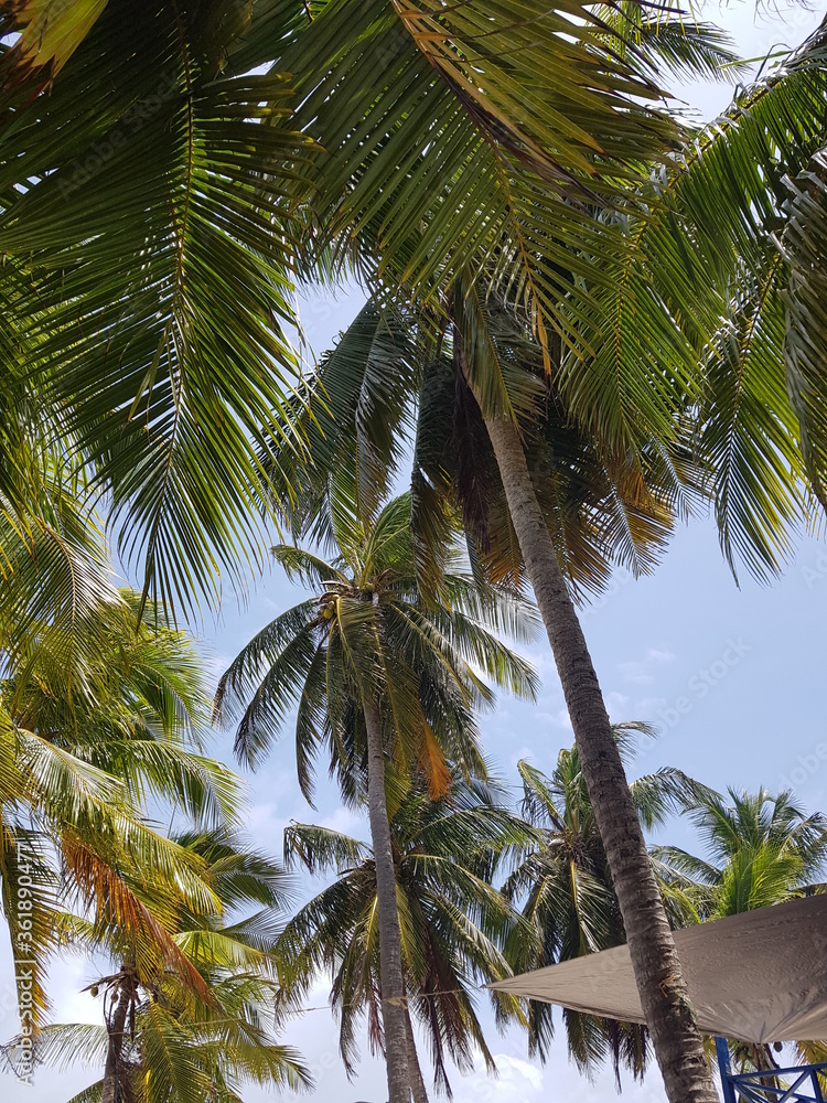 Fototapeta premium Palmeras en Isla San Andres, Colombia.