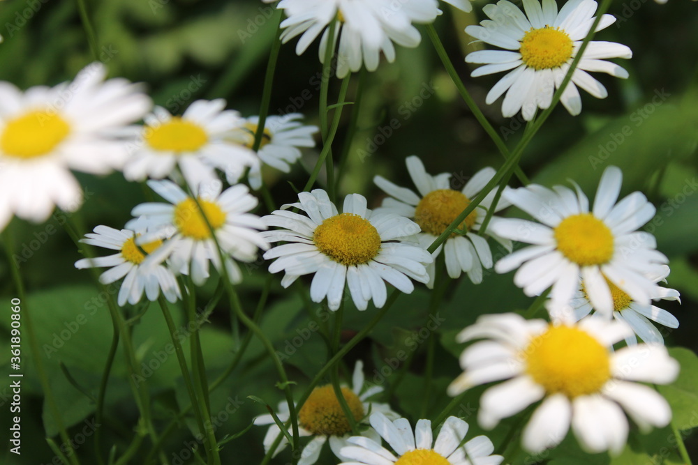 white daisies in a field white daisies in a field