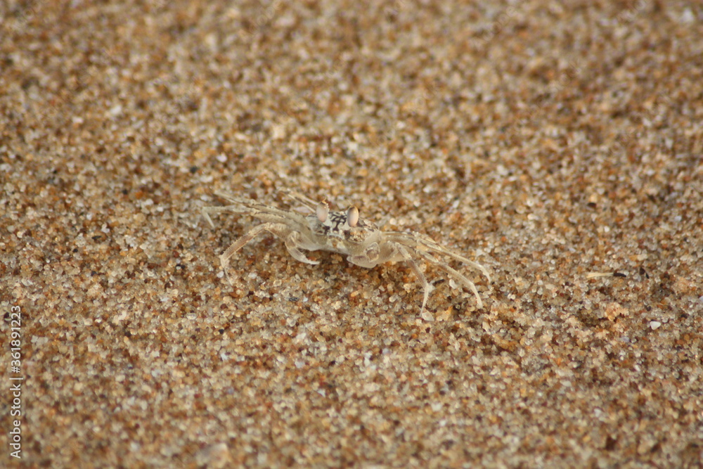 Crabe de bord de plage, Lomé, Togo