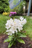 Closeup view of a blooming white Rhododendron flower bush planted in a yard