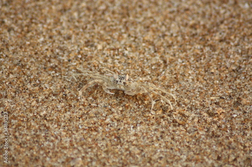 Crabe de bord de plage  Lom    Togo