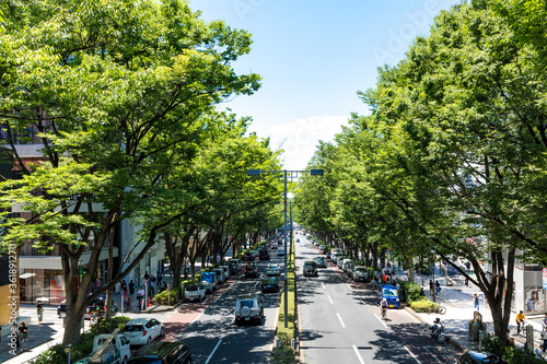 (東京都-都市風景)新緑の表参道３