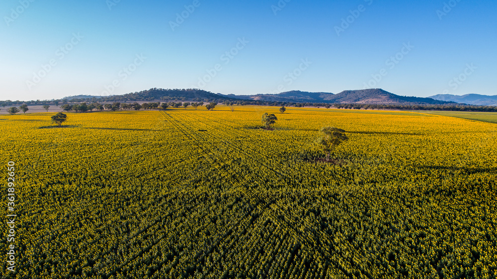 sunflower field  aerial New South Wales
