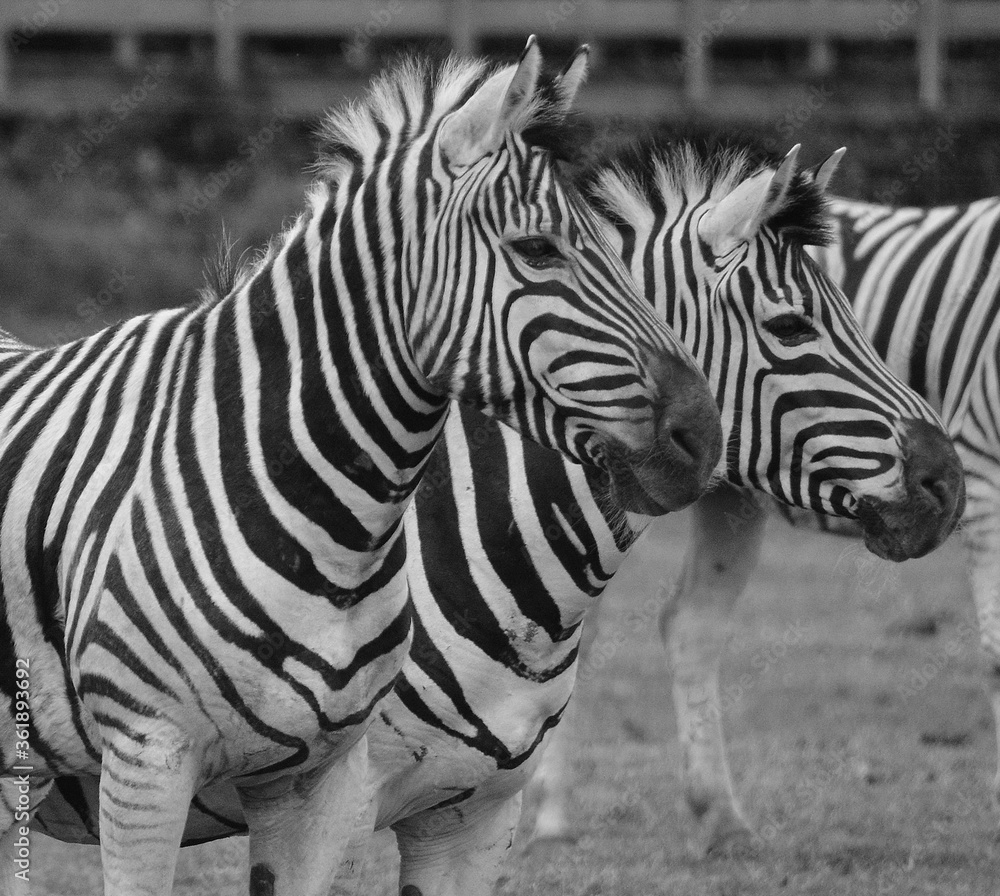 Burchell's zebra is a southern subspecies of the plains zebra. It is ...
