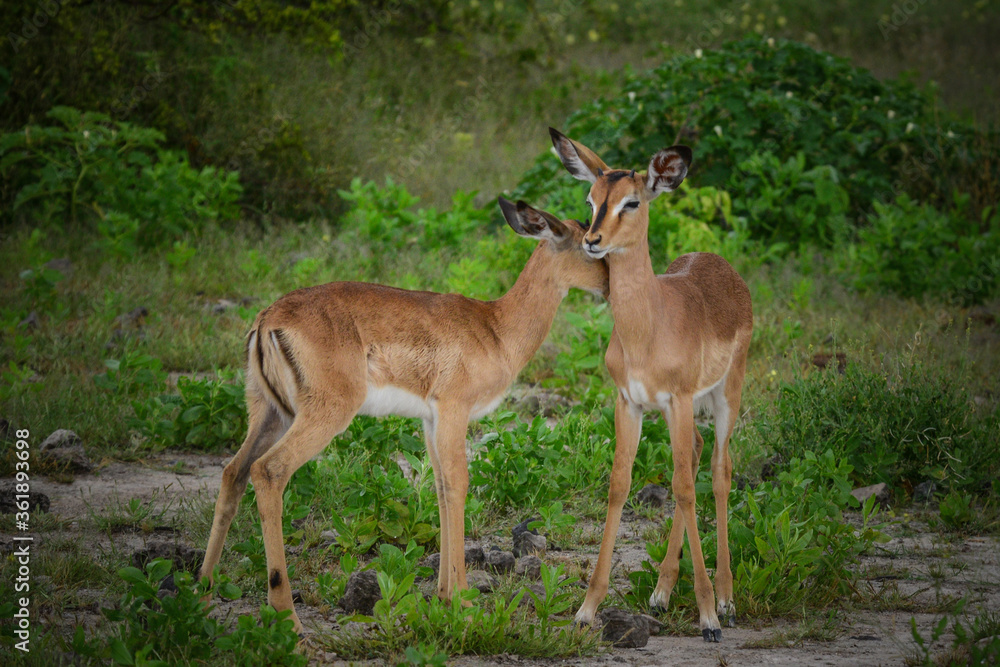 Impala juvenile Impala juvenile