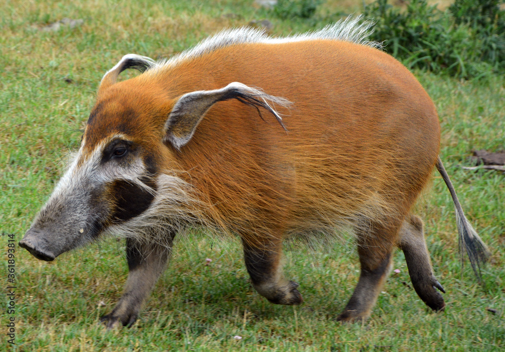 The red river hog also known as the bush pig (but not to be confused with