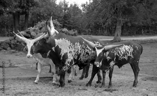 Ankole-Watusi is a modern American breed of domestic cattle. It derives from the Ankole group of Sanga cattle breeds of central Africa. It is characterized by very large horns. photo